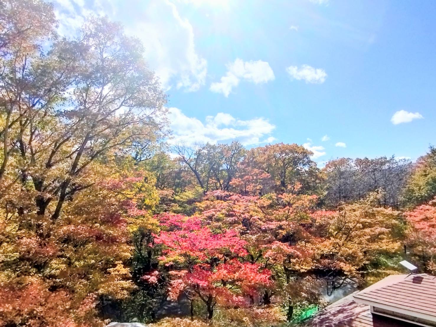 ファミリーでのアクティビティ | 紅葉を楽しめるキャンプ場